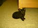 girl 6 wks